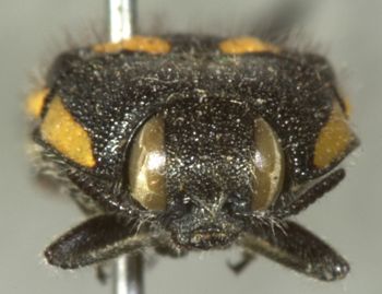 Media type: image;   Entomology 24410 Aspect: head frontal view